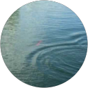 Pascal R. profile picture